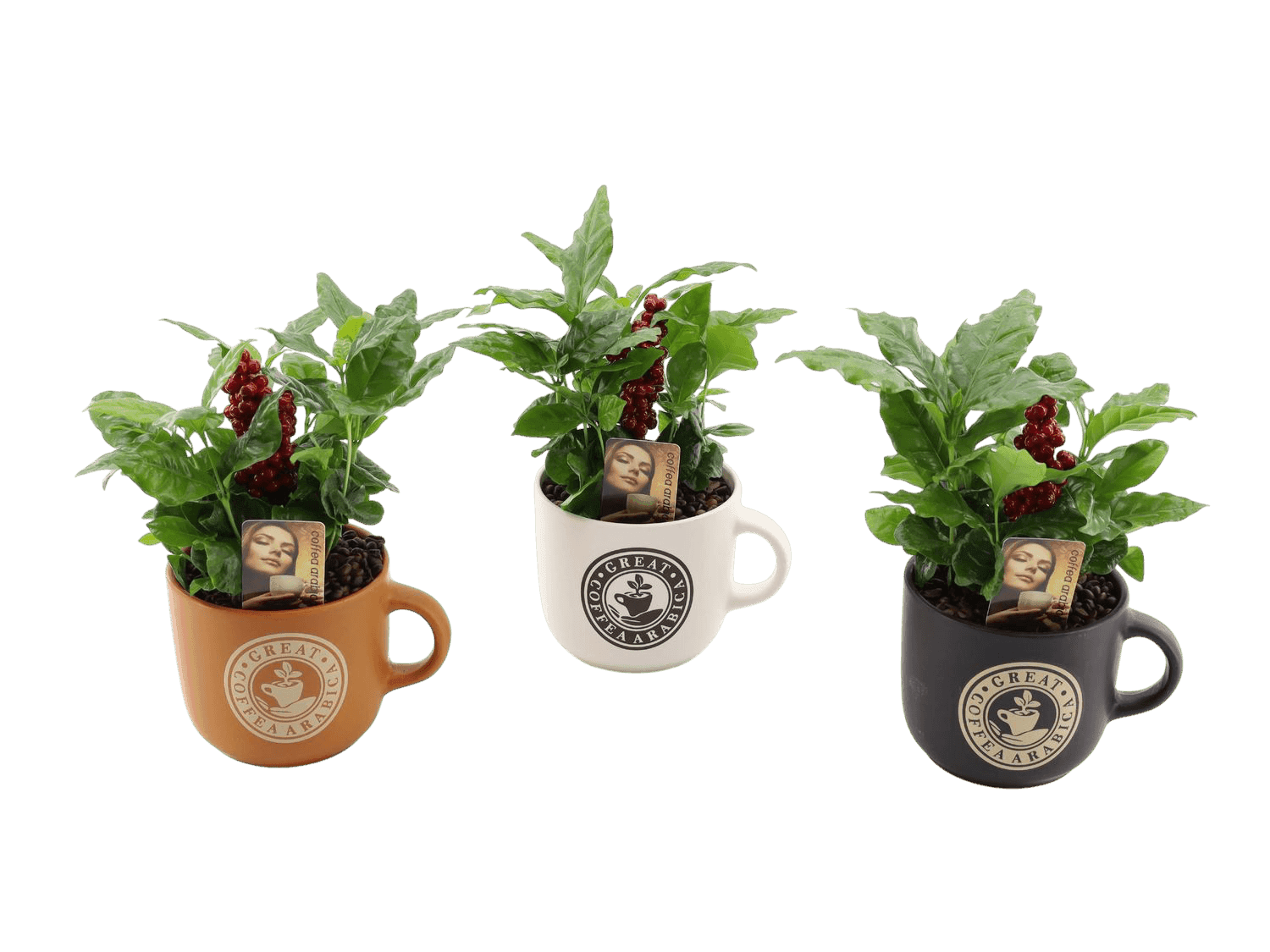 Coffee Arabica Mug Collection