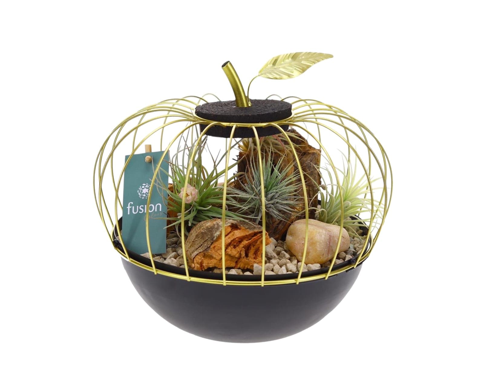 Easter Egg Succulent Collection