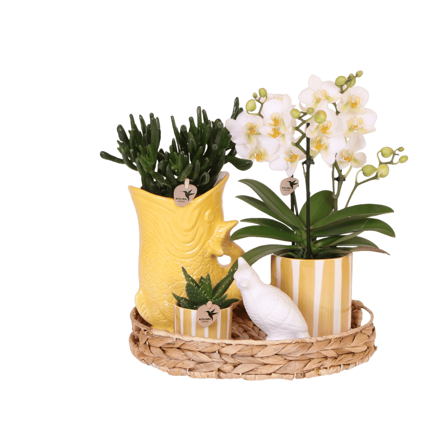 Easter Plant Gift Set
