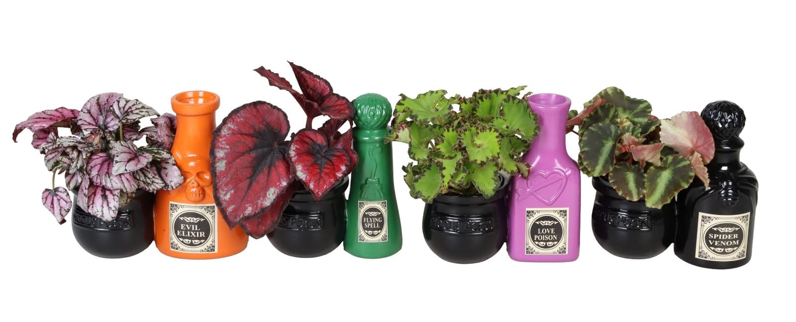 Potion Bottle Begonia Collection