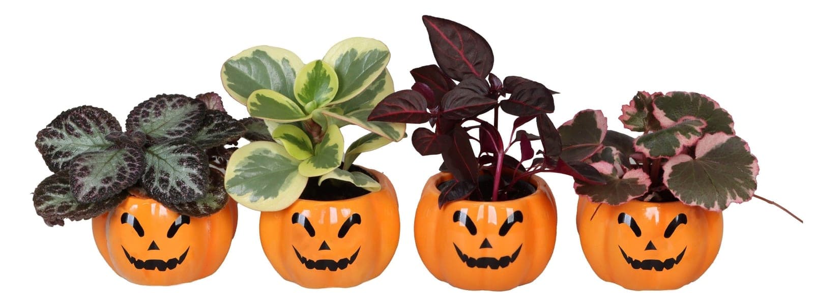 Jack-O-Lantern Plant Collection