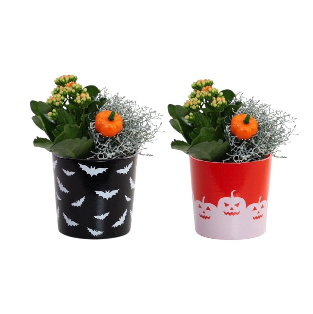 Halloween Kalanchoe Duo