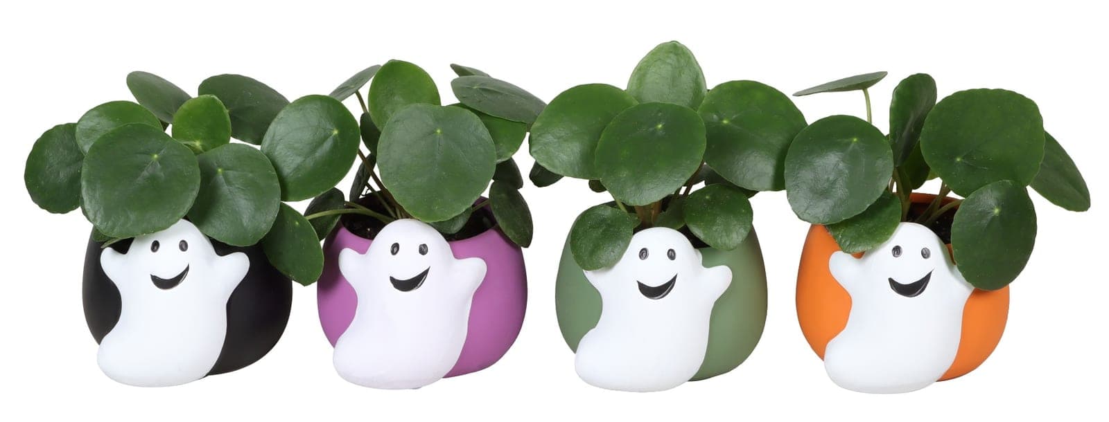 Friendly Ghost Pilea Set