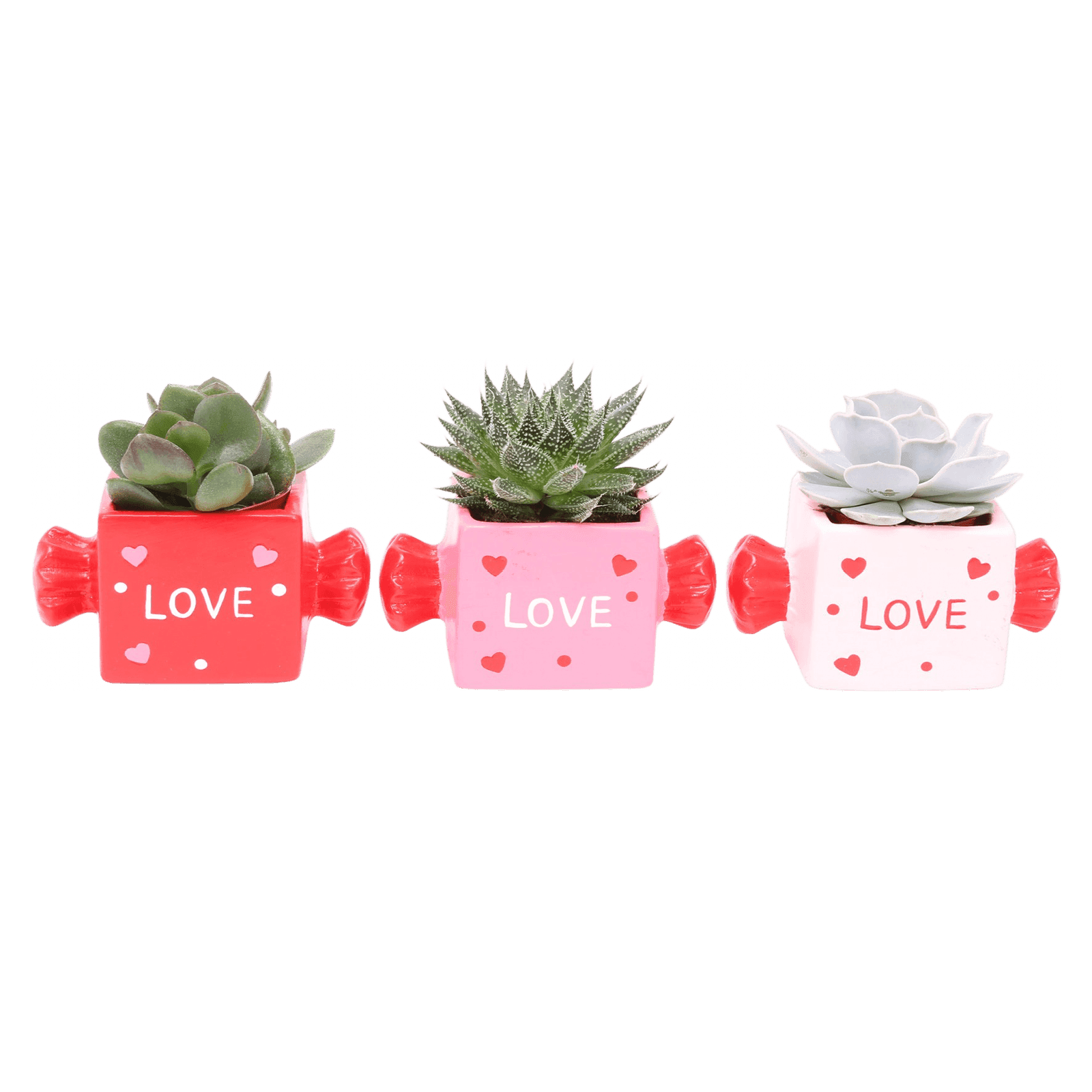 Love Candy Succulents