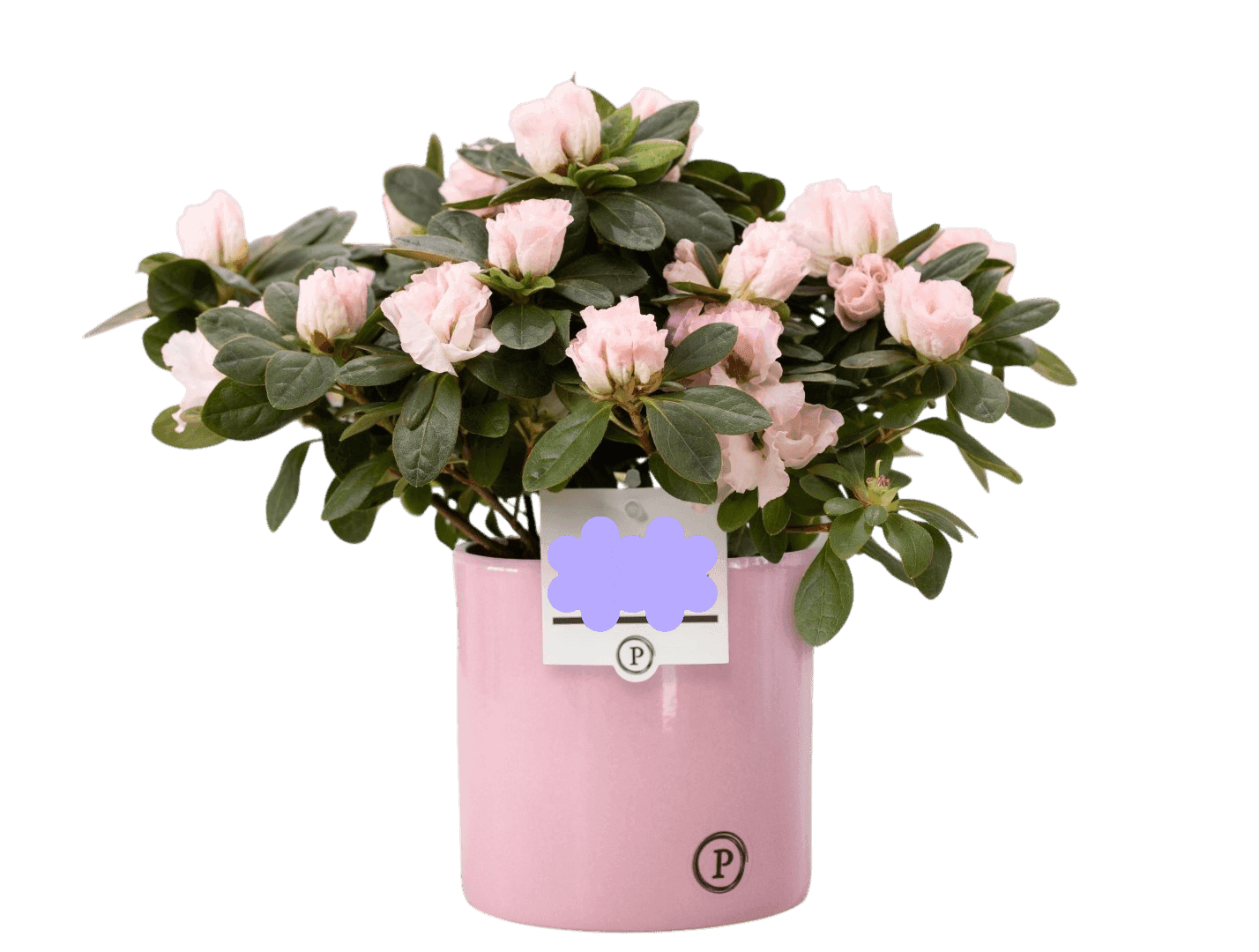 Pink Azalea in Premium Pot