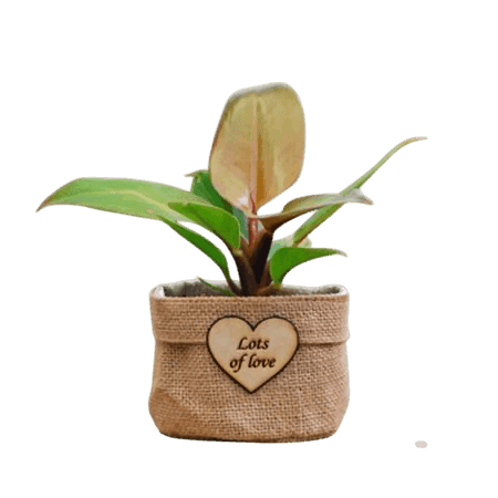 Heart-Shaped Mother's Day Plant