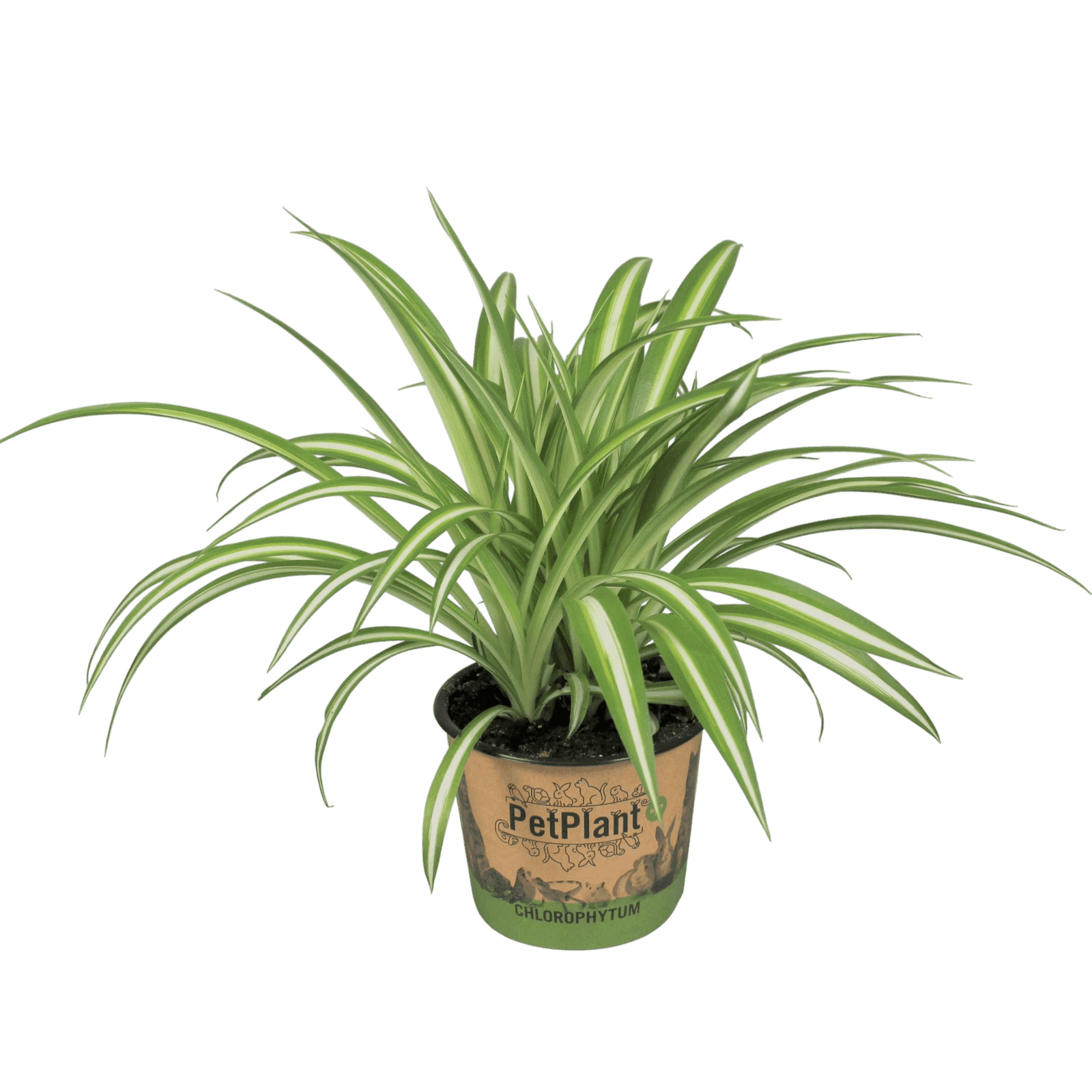 Pet-Friendly Plants