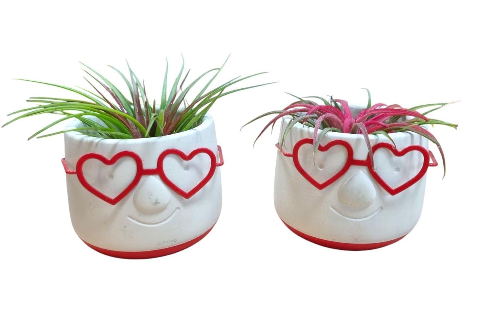Heart Glasses Air Plants