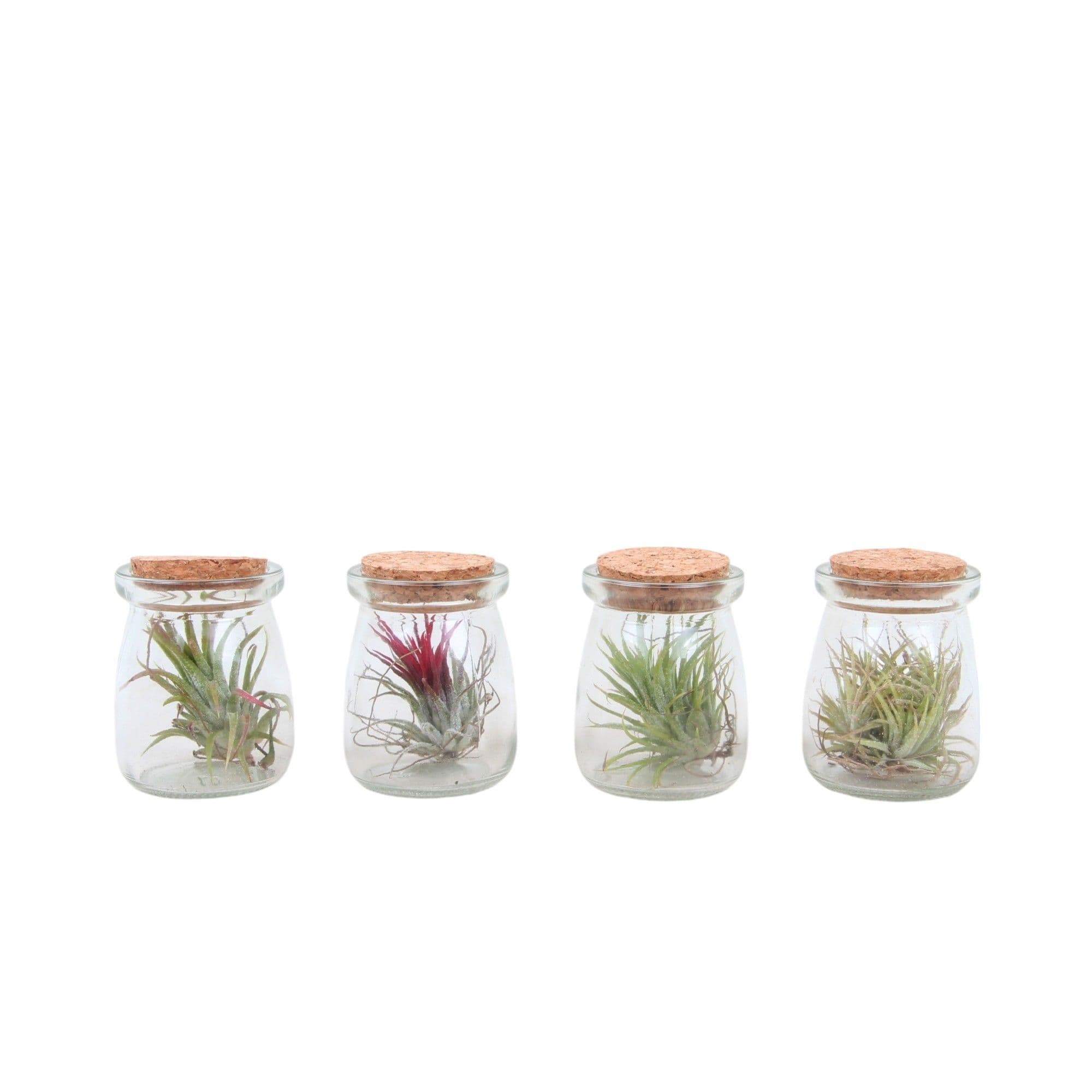 Miniature Terrariums