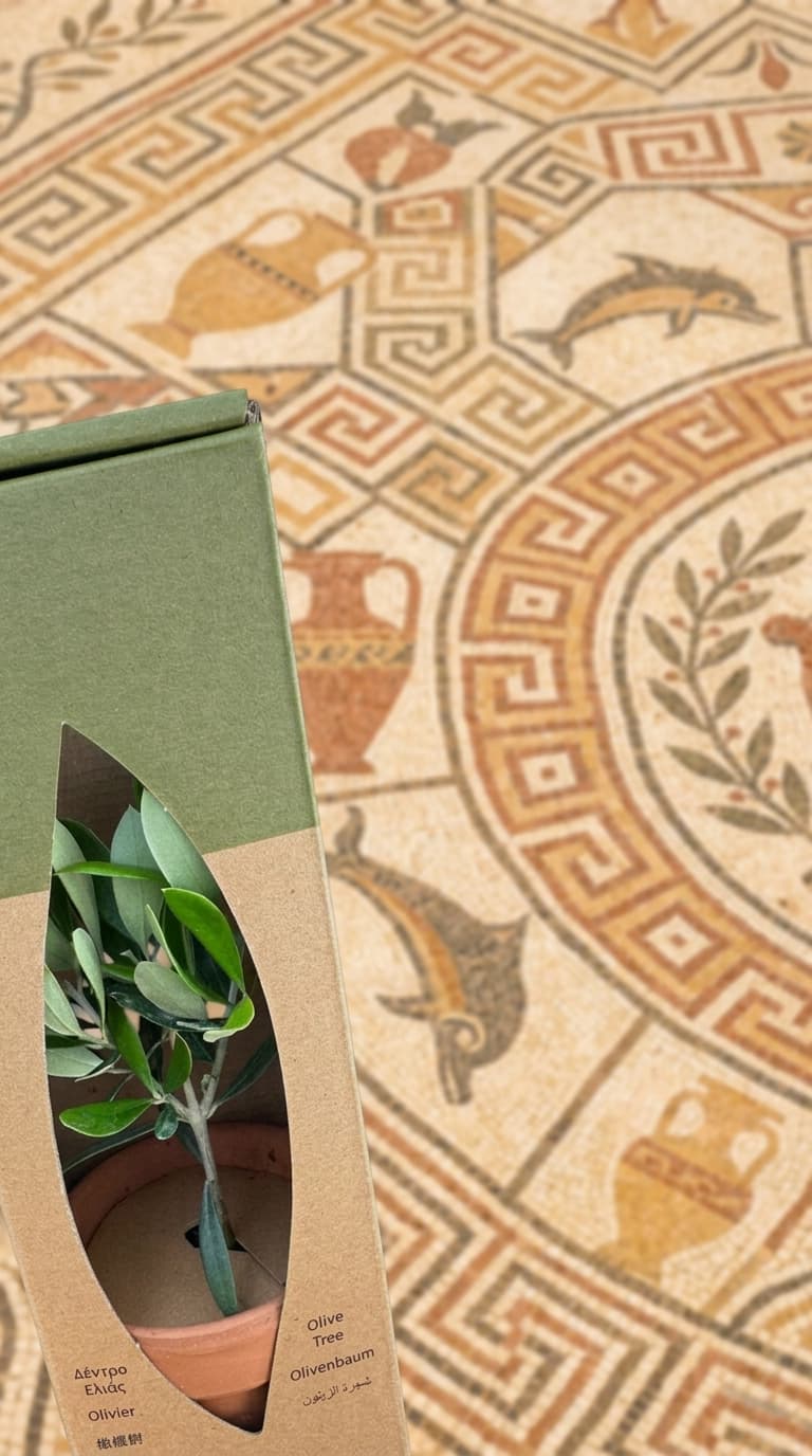 PlantBox olive tree souvenir gift box placed on an ancient Greek Byzantine mosaic floor